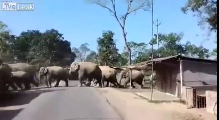 Une troupe d'éléphants fend un village en 2 !