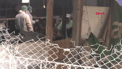 Silivri'de Büyükbaş Hayvanlar Şarbona Karşı Aşılandı