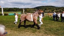 Le concours national des chevaux de trait ardennais à l'hippodrome de Vittel