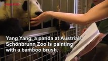 Yang Yang, a panda at Austria's Schönbrunn Zoo, painted 100 works with a bamboo brush. Her 