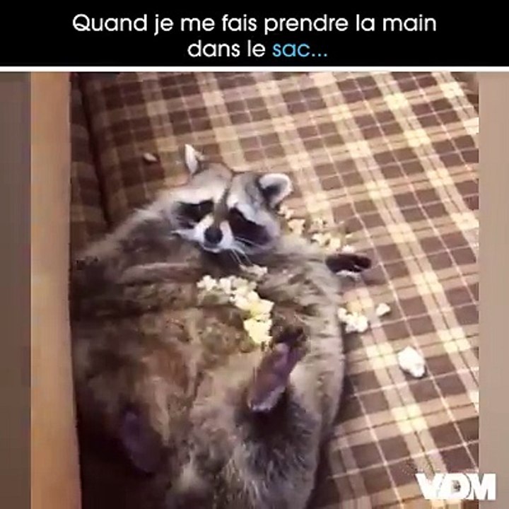 J'le jure c'est pas moi !