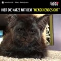 Eine Katze mit einem 