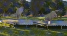 Çılgın Koyunun Trambolin Üzerindeki Videosu İzlenme Rekoru Kırdı