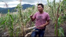 Guatemala volcano:  Farmers try to recover in the aftermath