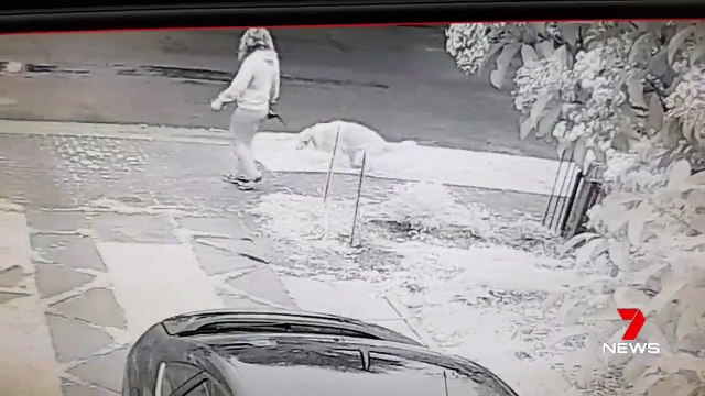 Il affiche une femme qui laisse son chien faire caca sur sa pelouse (Australie)