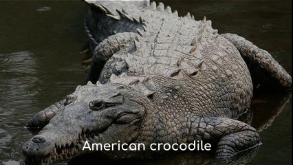 Crocodylus acutus (American Crocodile)