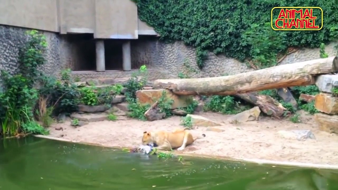 The Best of Animals Attack Birds Midair! Incredible Animal Footage