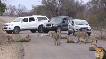 Lion Pride Blocking Road In Kruger Park
