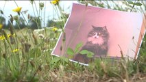 Law Enforcement in Washington County Create Joint Task Force to Find Serial Cat Killer