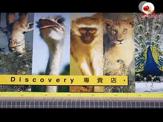 [Vietsub] hoa hồng tình Yêu Ep 13  (1/2)