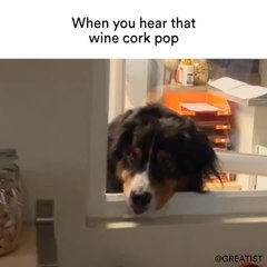 When you hear that wine cork pop