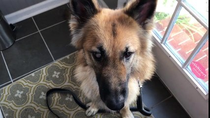 World's Most Dramatic Husky Is Very Vocal About Walkvvvvvvvvvvvvvvvvvvvvv