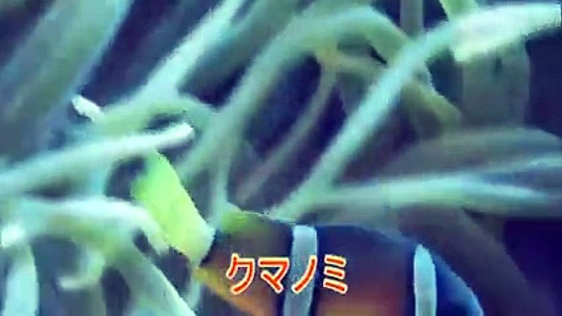 クマノミ 共生のイソギンチャク食べる 伊豆大島で撮影 Video Dailymotion