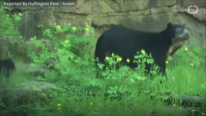 5-Pound Dog Saves Family From Bear