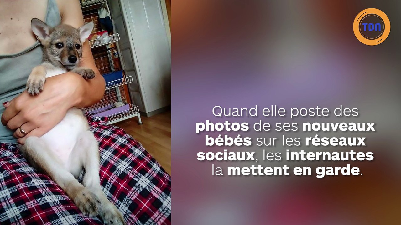 Elle croit sauver des chiots... mais ce sont des chacals !