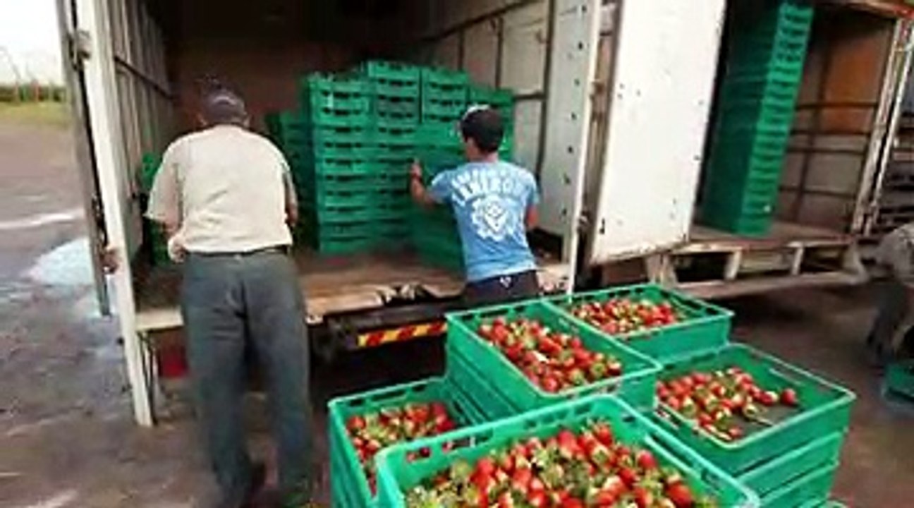Mega Food S01E01 P1