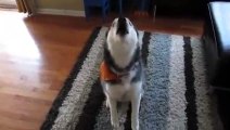Mishka the Talking Husky Sings After Getting Groomed!