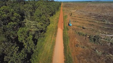 Indonesia’s Palm Oil Curse | 101 East