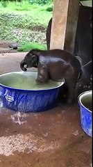 Le bain des éléphanteaux c'est toujours un grand moment de bonheur