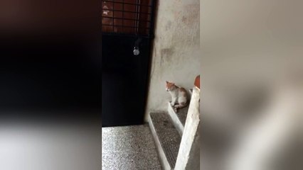 Impatient cat bangs on door demanding to be let in