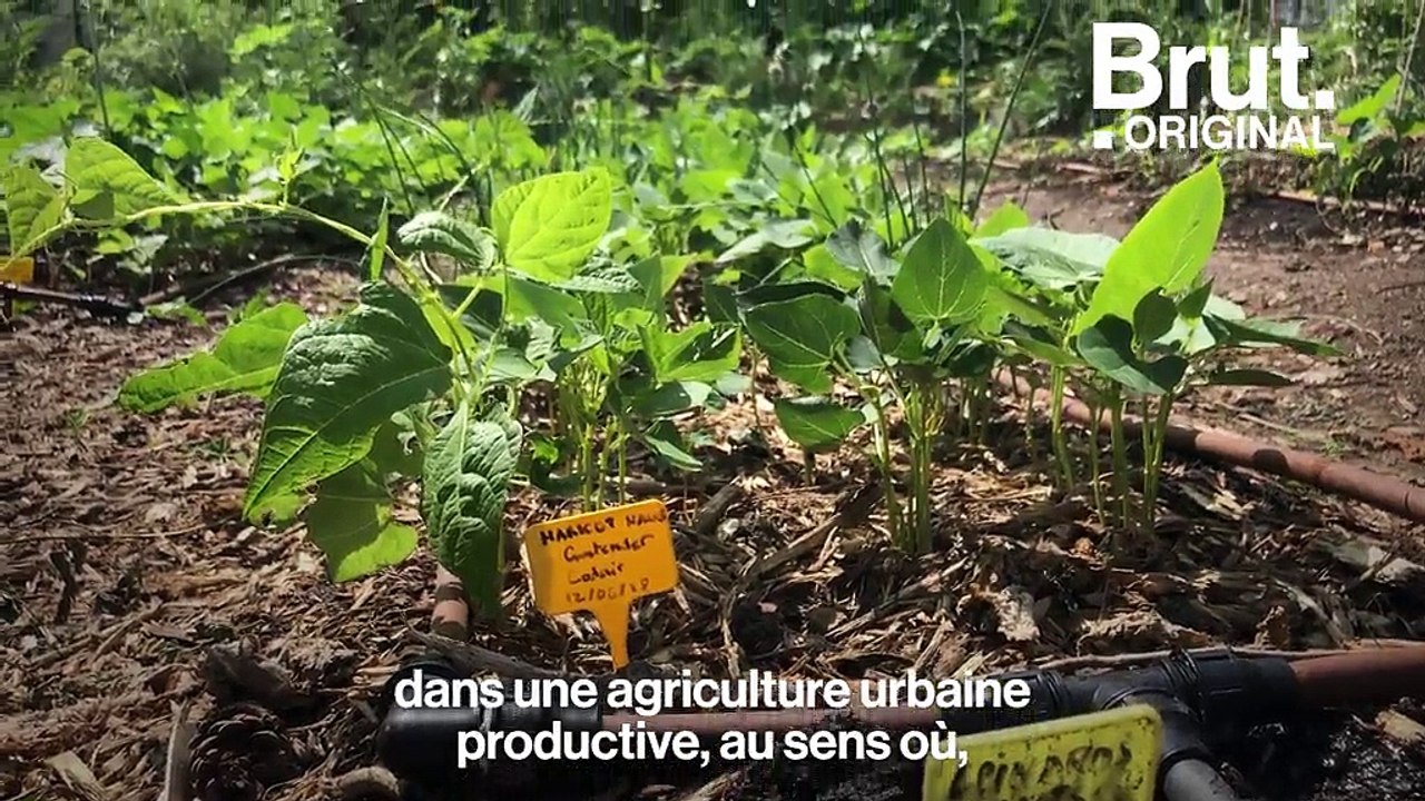 Dans ce collège, le jardinage remplace les heures de colle