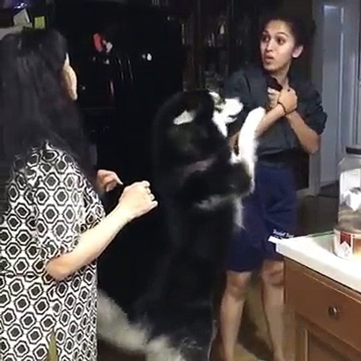 Un chien joue les médiateurs