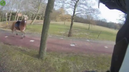 Un homme en scooter poursuit un cheval en pleine route