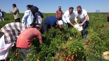 Belediye Başkanı Çiftçi isot hasadına katıldı