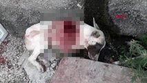 Konya Bahçesine Giren Köpeği Tüfekle Vurup Öldürdü
