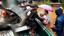 Kerala में फैला Rat Bite fever, ये हैं लक्षण और बचाव के उपाय | वनइंडिया हिंदी
