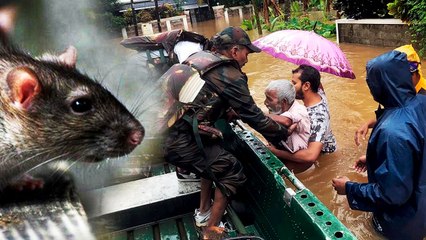 Kerala में फैला Rat Bite fever, ये हैं लक्षण और बचाव के उपाय | वनइंडिया हिंदी