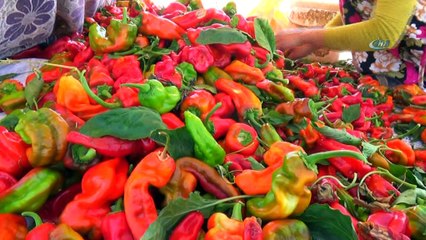 Siverek’te isot hasadına başlandı