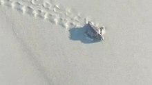 Tiny Turtle Hatchling Gets a Helping Hand on Its Way to Sea