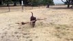 Dog carries hilariously big stick at dog park