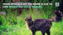 New Zealand Village Looking to Ban All Cats