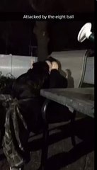 dog lovingly attacking woman before headbutting camera