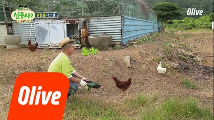 섬돼장 호동 VS 오골계, 탈출 대소동!