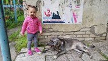 Un enfant mignon rencontre chien amical - Toddler Lile veut jouer avec un chien