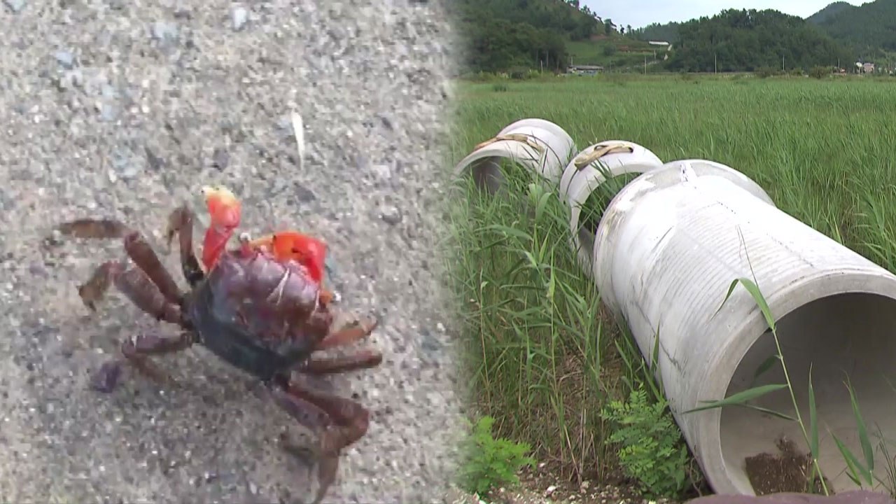 멸종위기종 서식 습지...태양광 발전 논란 / YTN