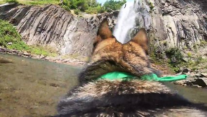 GoPro-wearing pup plays fetch in giant waterfall