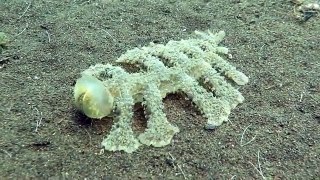 Nudibranch Melibe