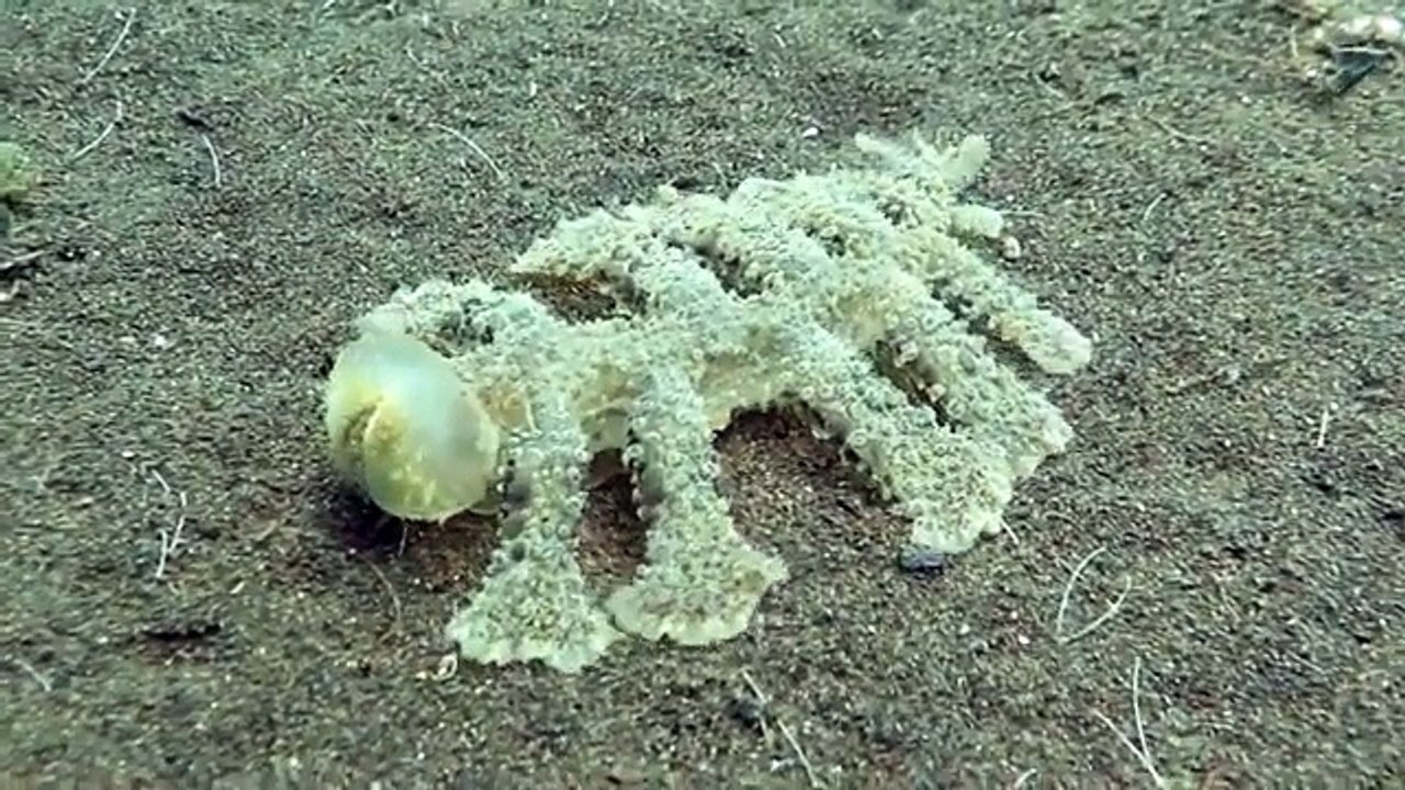 Nudibranch Melibe