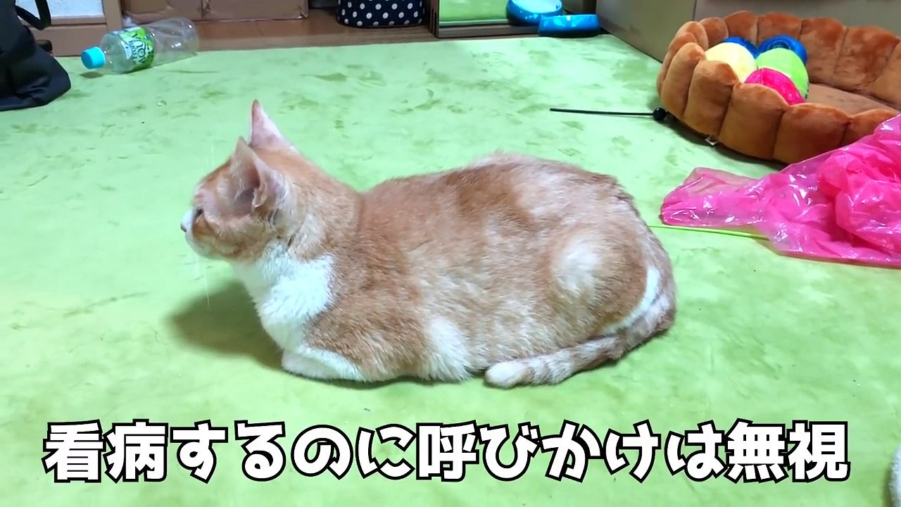 体調不良の飼い主を丸１日看病してくれる猫たちが優しすぎた…