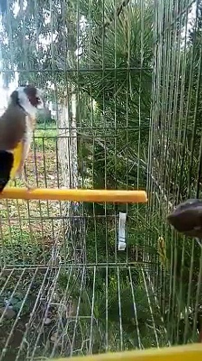  La Star du Chant d'oiseaux  نجم الطيور المغردة