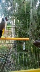  La Star du Chant d'oiseaux  نجم الطيور المغردة