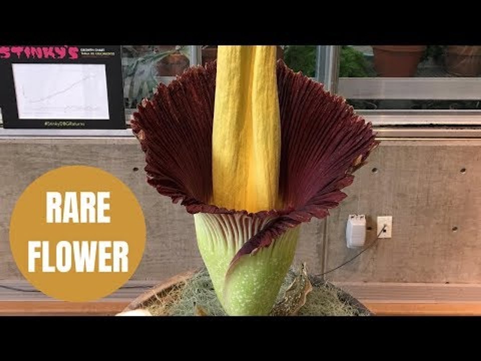 Rare corpse flower which smells like rotting flesh has attracted swarms of visitors