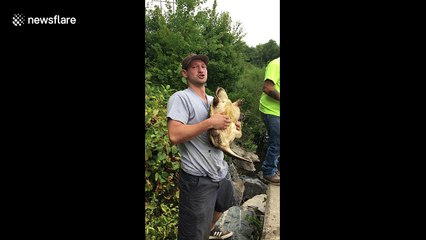 Clue's in the name: Snapping turtle bites man