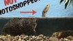 Vlogger Documents Amazing Optical Illusion Through Aquarium Turtle Tank