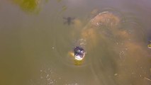 Les alligators n'aiment pas les drones... La preuve