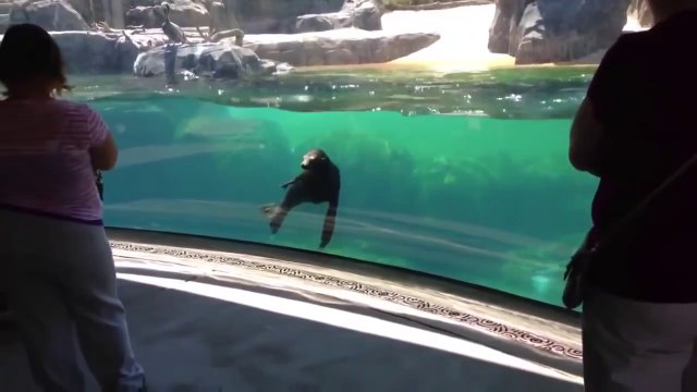 Regardez comment réagit ce lion de mer qui voit une fillette tomber